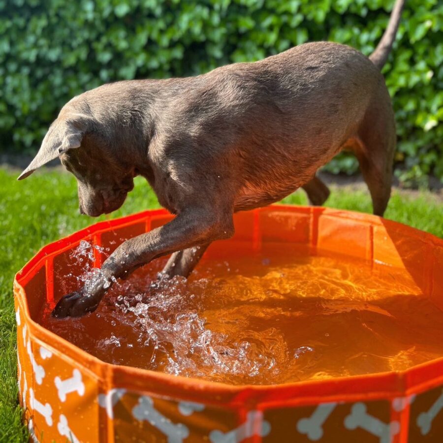 Bonebash | Orange Dog Pool Ø 80 cm